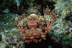 A Master of Camouflage: Bearded Scorpionfish in the Reef of the Red Sea