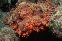 Rare sighting: The camouflaged Bearded Scorpionfish in the reef