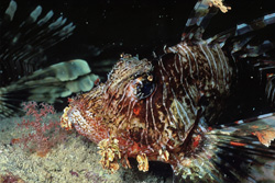 Fascinating portrait of the Indian lionfish - Elegance in the Red Sea
