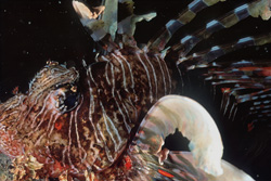 Fascinating Indian Lionfish in the Red Sea