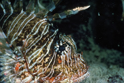 Experience the Beauty and Danger of the Indian Lionfish in the Red Sea