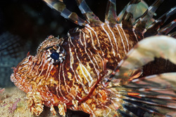Fascinating Indian Lionfish in the Red Sea
