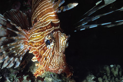 Fascinating Indian lionfish - Elegance in the Red Sea