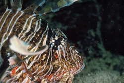 Fascinating Indian Lionfish in the Red Sea - Dive into the Beauty of the Underwater World