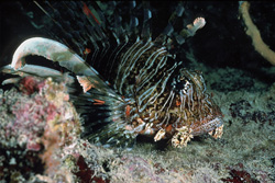 Encounter the fascinating Indian lionfish in the Red Sea