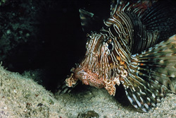 Experience the Beauty of the Indian Lionfish in the Red Sea