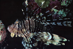 Fascinating Indian Lionfish in its natural habitat