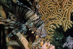 Photography of the fascinating Indian Lionfish and picturesque Gorgonian in the Red Sea