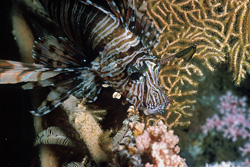 Discover the fascinating Indian Lionfish in its natural habitat