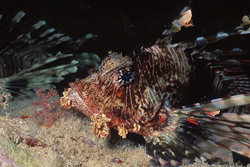 Impressive Portrait of the Indian Lionfish for Underwater Photography Enthusiasts