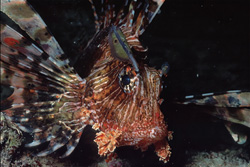 Experience the Beauty of the Indian Lionfish in the Red Sea