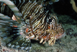 Fascinating close-up of the Indian Lionfish in the Red Sea