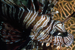 Immerse yourself in the fascinating world of the Indian lionfish in the Red Sea