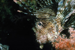 Fascinating Close-Up Portrait of the Indian Lionfish