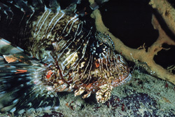 Photography of an Indian lionfish - a stunning underwater portrait