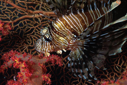 Fascinating Indian Lionfish in the Red Sea