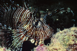 Discover the Fascinating Indian Lionfish in the Red Sea Reef