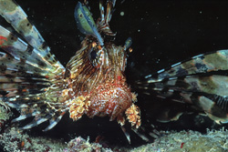 Experience the Beauty of the Indian Lionfish in this Impressive Frontal Shot