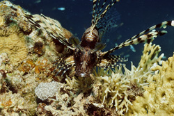 Encounter with the fascinating Indian Lionfish in the Red Sea