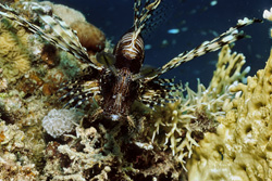 Encounter the Majestic Indian Lionfish in the Red Sea