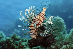 Majestic Indian Lionfish in the Crystal Clear Reef Waters