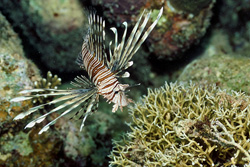 Dive into the World of the Indian Lionfish in the Red Sea