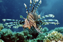 Watch the Fascinating Indian Lionfish in the Red Sea