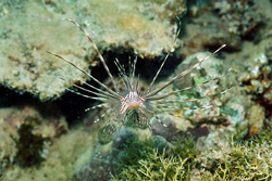 Discover the Fascinating Indian Lionfish in the Red Sea