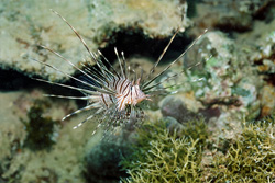 Discover the Impressive Indian Lionfish in the Red Sea