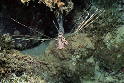 Discover the fascinating Indian lionfish in the Red Sea
