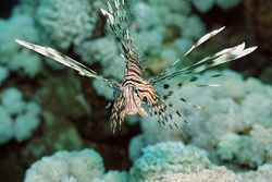 Encounter the Indian Lionfish in the Red Sea