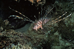 Fascinating Indian Lionfish in its Natural Habitat