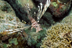 Lionfish