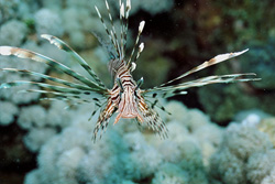 Discover the Fascinating Indian Lionfish in the Red Sea