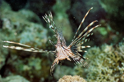 Majestic Indian lionfish in the Red Sea