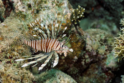 Immerse Yourself in the World of the Indian Lionfish in the Red Sea