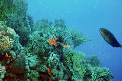Experience the Beauty of the Indian Lionfish in the Coral Reef of the Red Sea