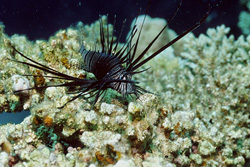 Dive into the World of the Indian Lionfish in the Red Sea