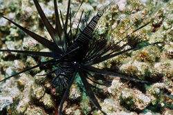 Fascinating Indian Lionfish (Pterois miles) in the Red Sea