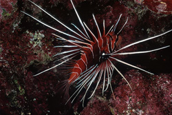 Descubra la belleza del pez escorpión en el arrecife de coral de Ras Mohammad