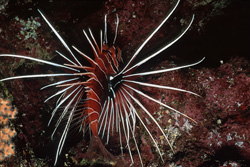 Explore the Fascinating Clearfin Lionfish in the Red Sea