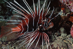 The Clearfin Lionfish - Majestic Resident of the Red Sea