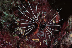 The Clearfin Lionfish (Pterois radiata) - an Exotic Resident of the Red Sea