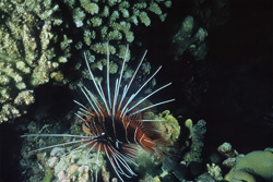 A fascinating Clearfin lionfish spotted in the Red Sea