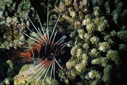Lionfish