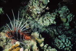 The mysterious Clearfin lionfish (Pterois radiata) in its natural habitat