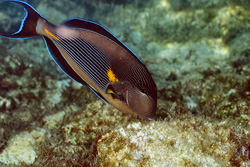 Discover the Fascinating Arabian Tang in the Red Sea