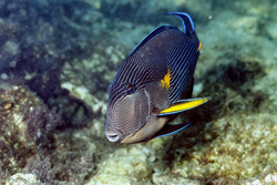 Discover the Colorful Arabian Tang in the Red Sea