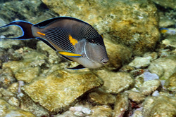 Explore the Exotic Arabian Tang in the Red Sea