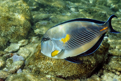 Dive into the World of Arabian Tang in the Red Sea